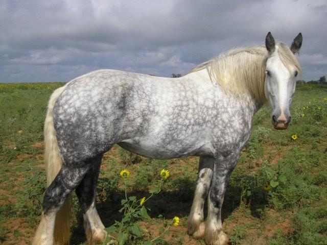 Skylar the Horse